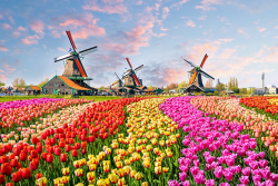 Kunst_Blumen_Versteigerung © shutterstock
